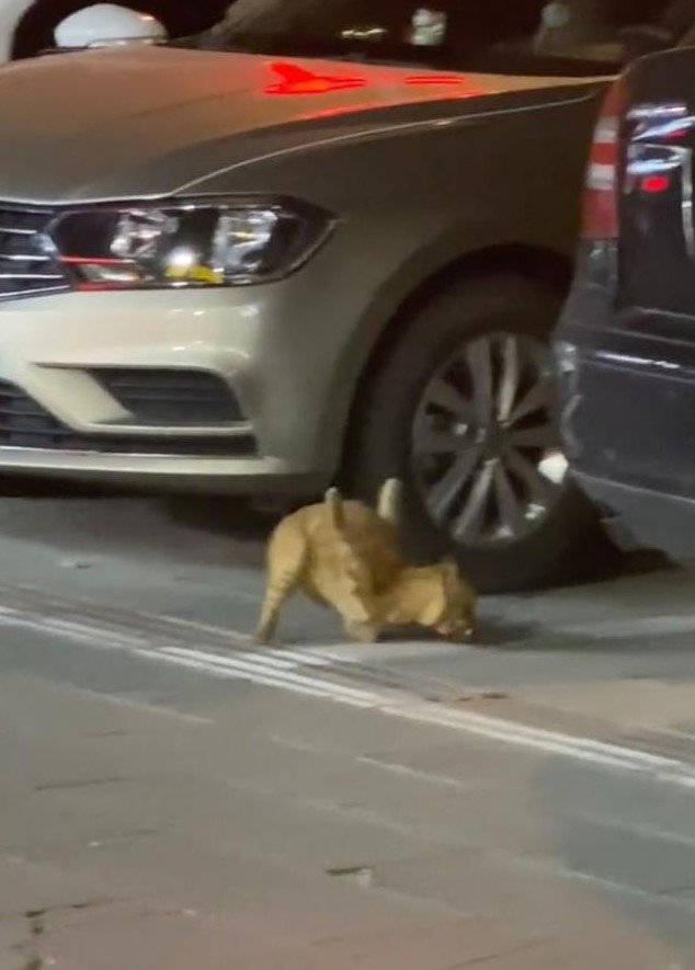 Tecavüze uğrayan kedinin bacakları ters kaldı! Gören gözlerine inanamıyor