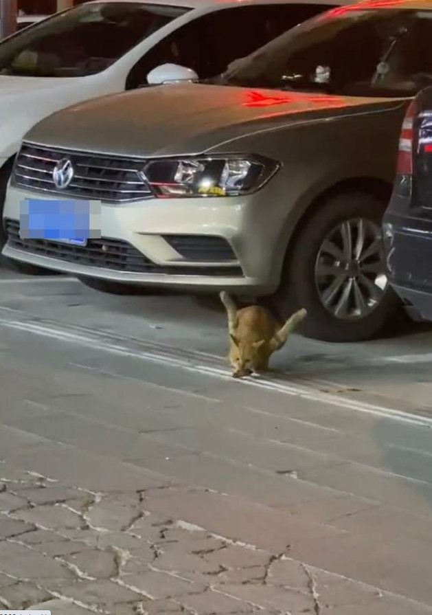 Tecavüze uğrayan kedinin bacakları ters kaldı! Gören gözlerine inanamıyor