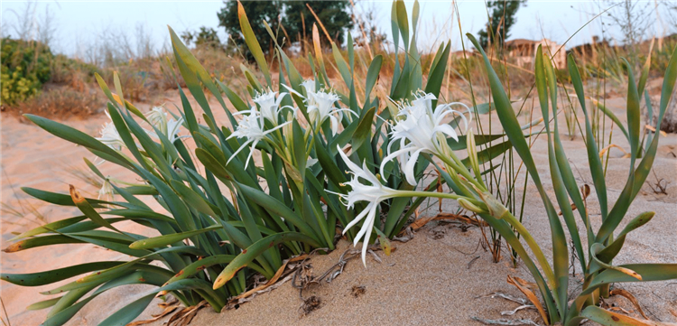 Bu çiçeği koparana 80 bin lira para cezası kesiliyor!