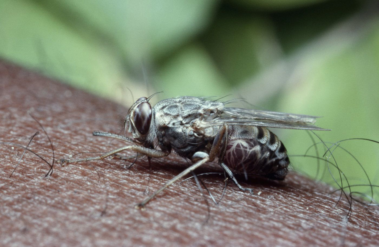 Baldırsokan sineği nedir? Baldırsokan sineğinin zararları nelerdir? Sinekten nasıl korunulur? Nerede ve ne zaman görülür?