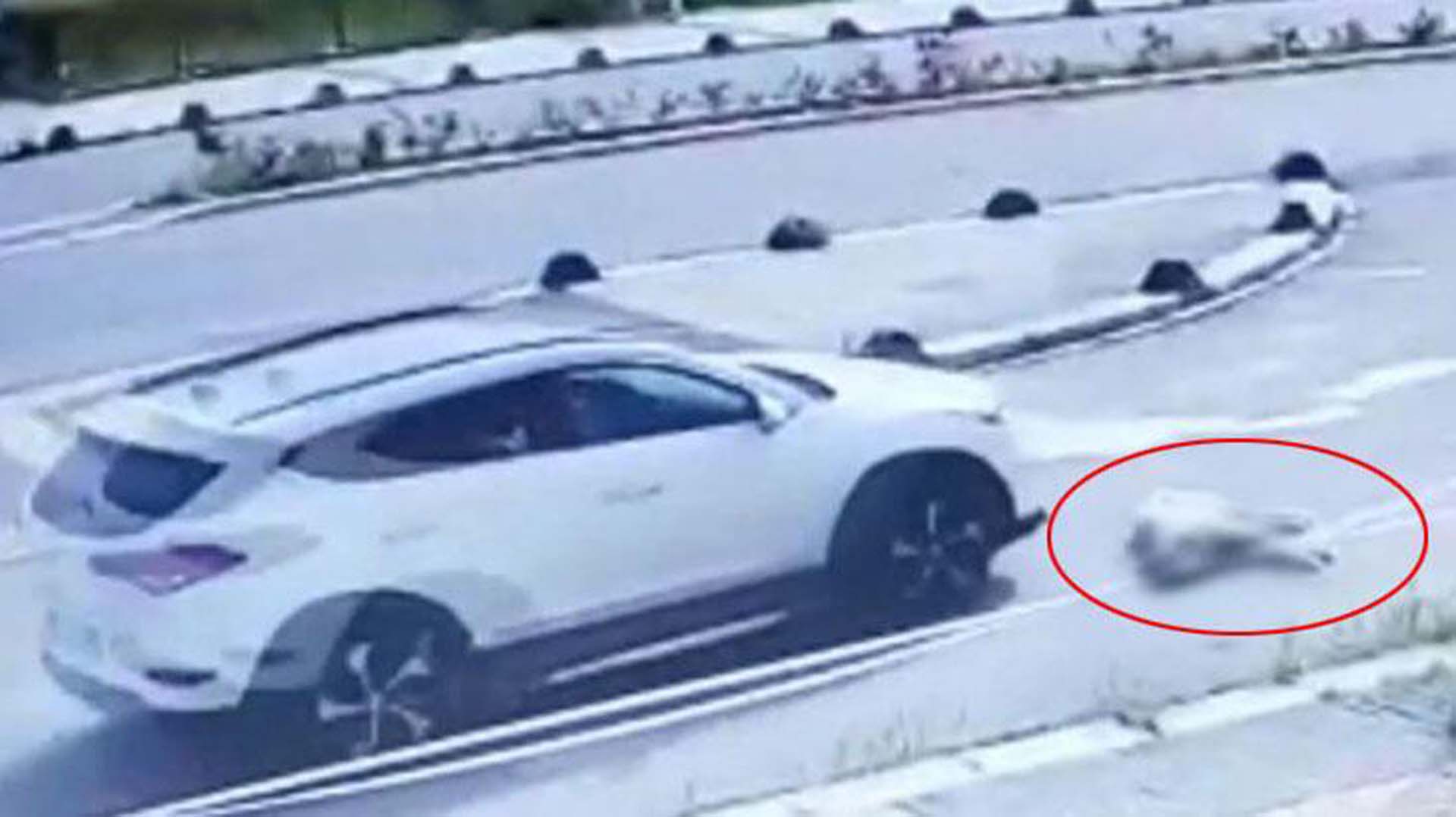 Maltepe’de bir köpeği ezerek katletmişti! Mahkeme Doç. Dr. Ocaklı’nın beraatine karar verdi.