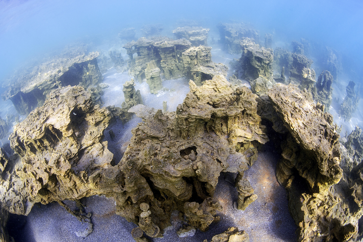 Mikrobiyalit nedir, ne demek? Mikrobiyalit ne işe yarar, nasıl oluşur, nerelerde görülür?