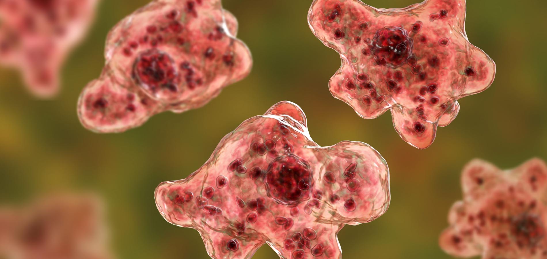 Amip nedir? Beyin yiyen amip nedir, nasıl ve nereden bulaşır? Belirtileri nelerdir? Türkiye'de var mı? Tedavisi var mı?