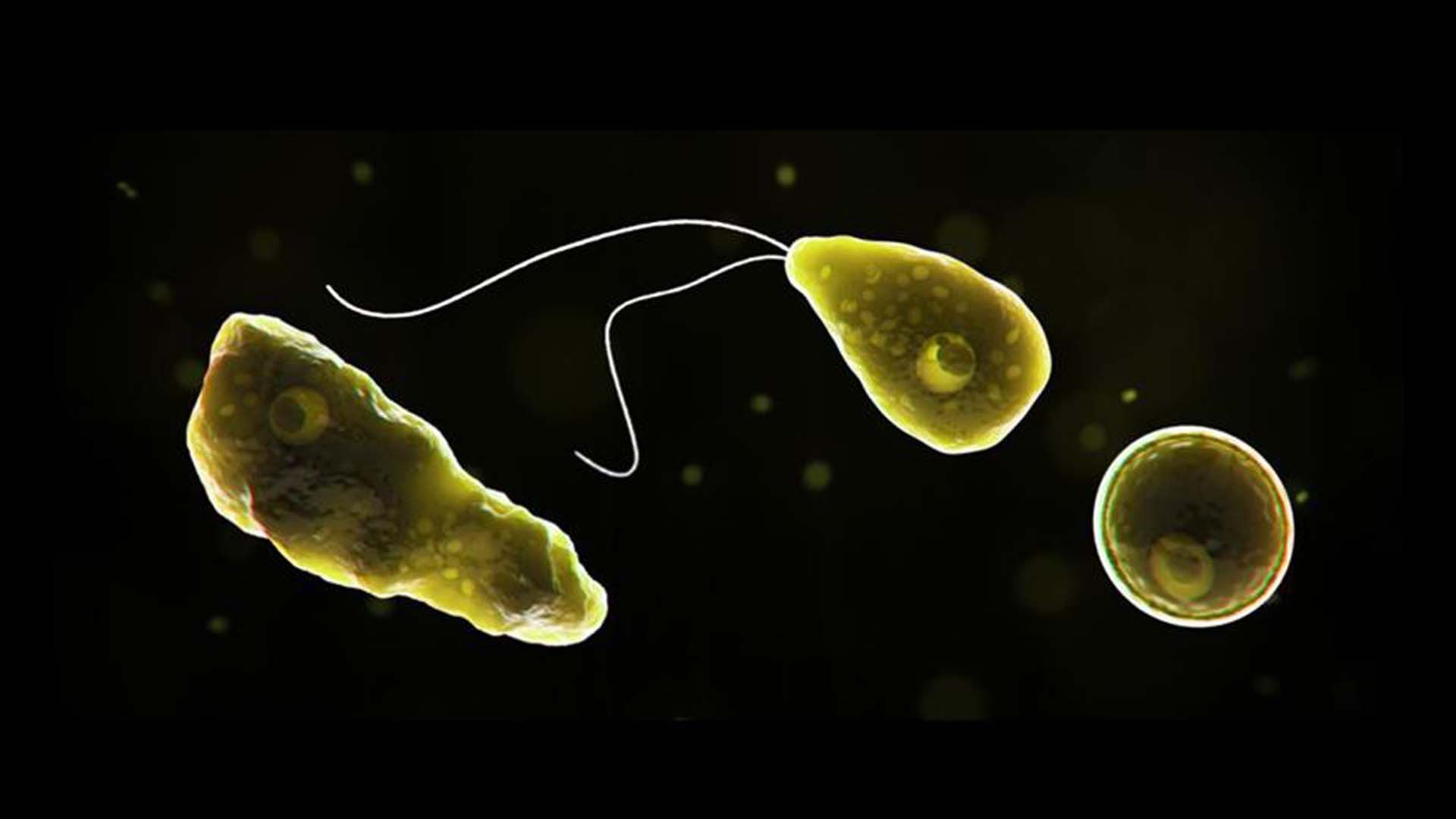 Burnundan girdi, beynini kemirdi! Beyin yiyen amip bir çocuğu hayattan kopardı! 