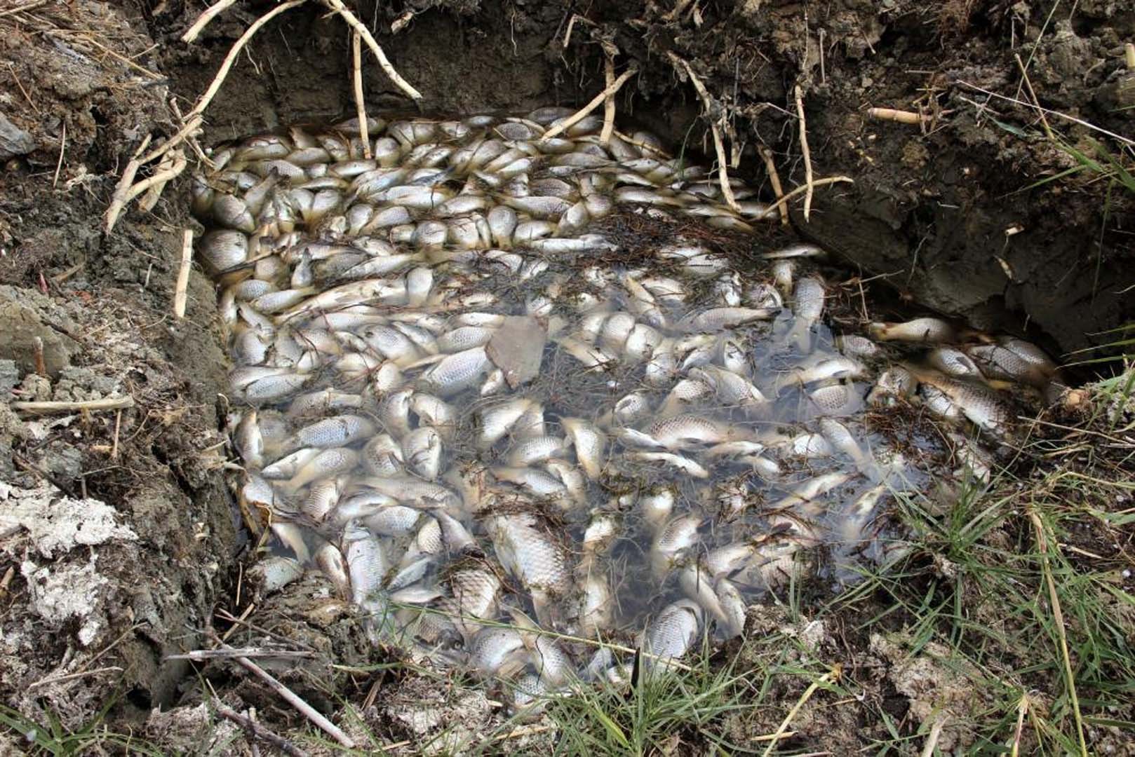 Sivas'ta gölde yaşanan çevre felaketi! Göl ölü balıklarla doldu