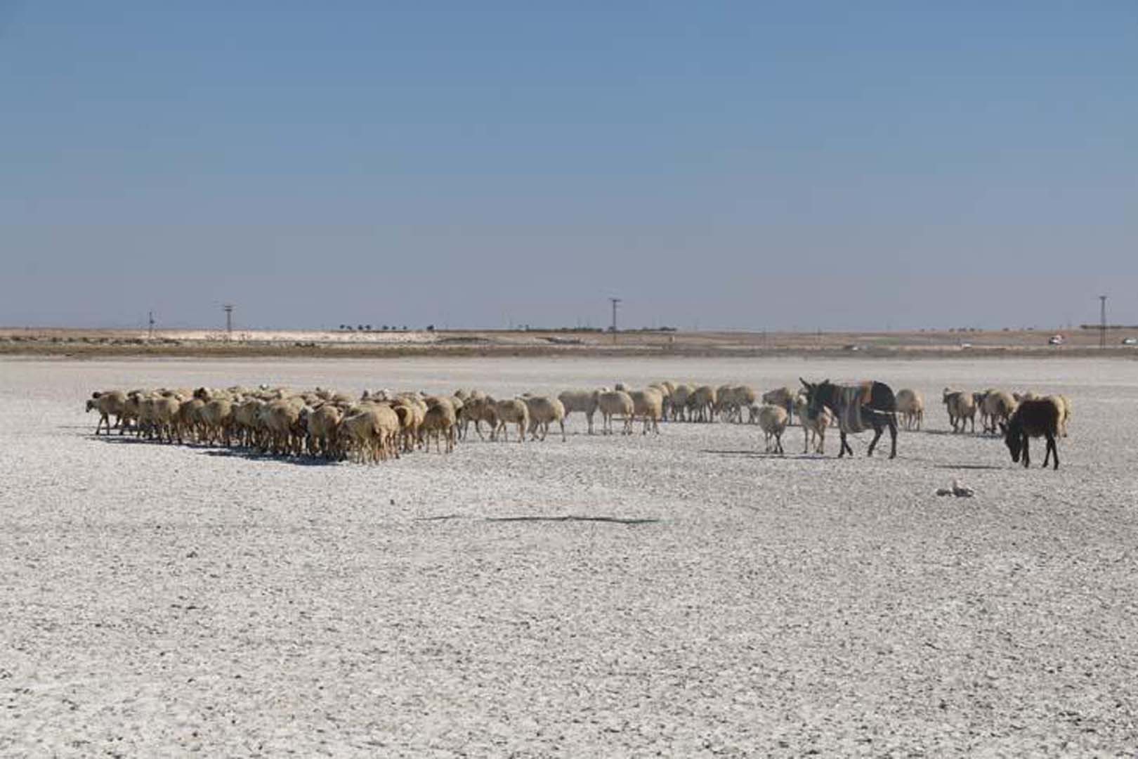 Birçok göçmen kuşa ev sahipliği yapan Akgöl kurudu! Artık üzerinden araçlar geçiyor!