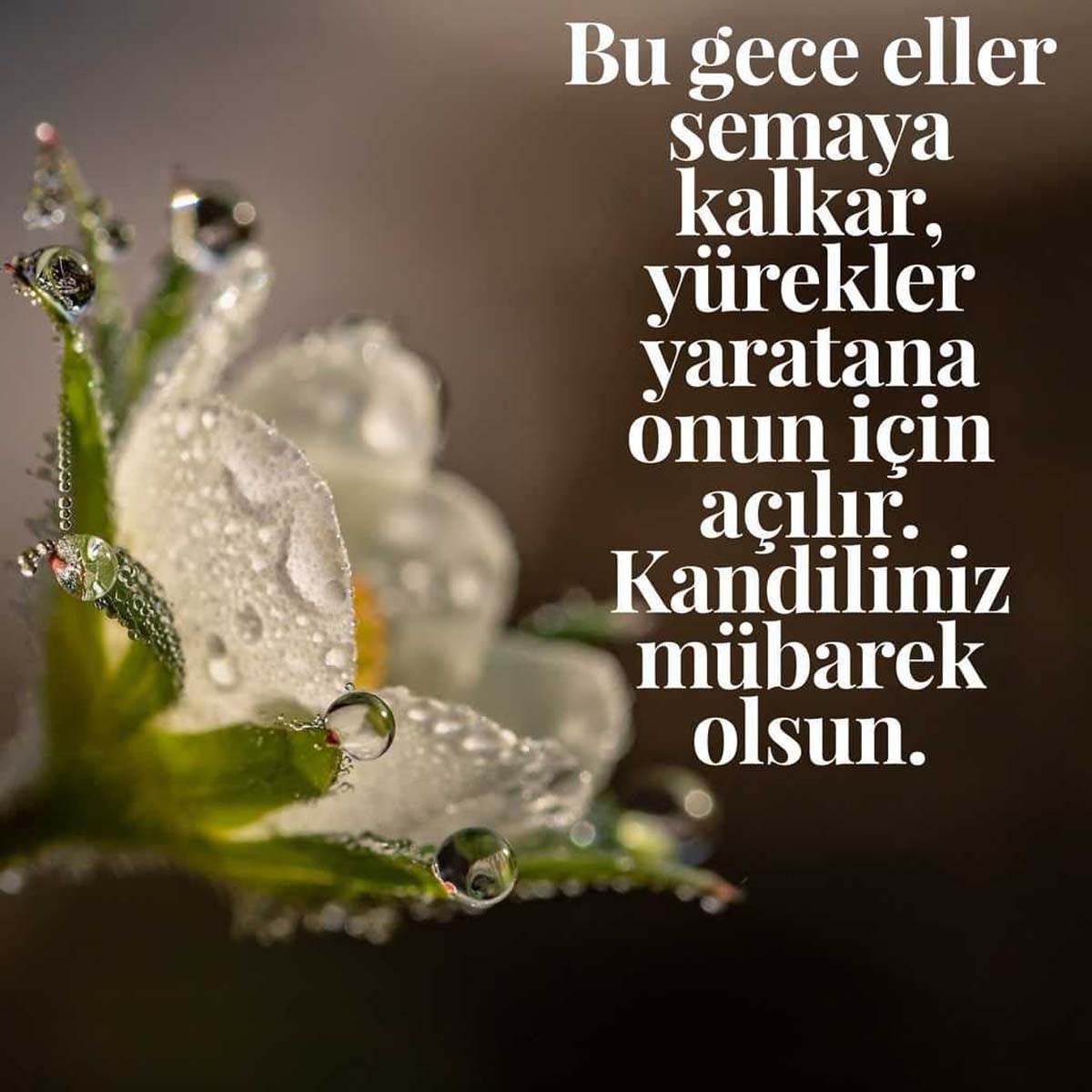 Mevlid kandili mesajları, sözleri 2022 | Kısa, uzun, anlamlı, hadisli, en güzel Mevlid Kandili mesajları