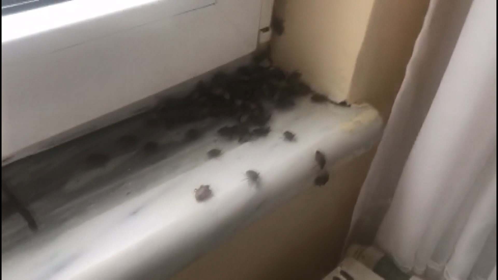 İstanbul'da kokarca böceği paniği! Arı gibi ses çıkarıyor, ölünce kötü koku yayıyor! Evinin camını açamayan vatandaşlar isyan etti!