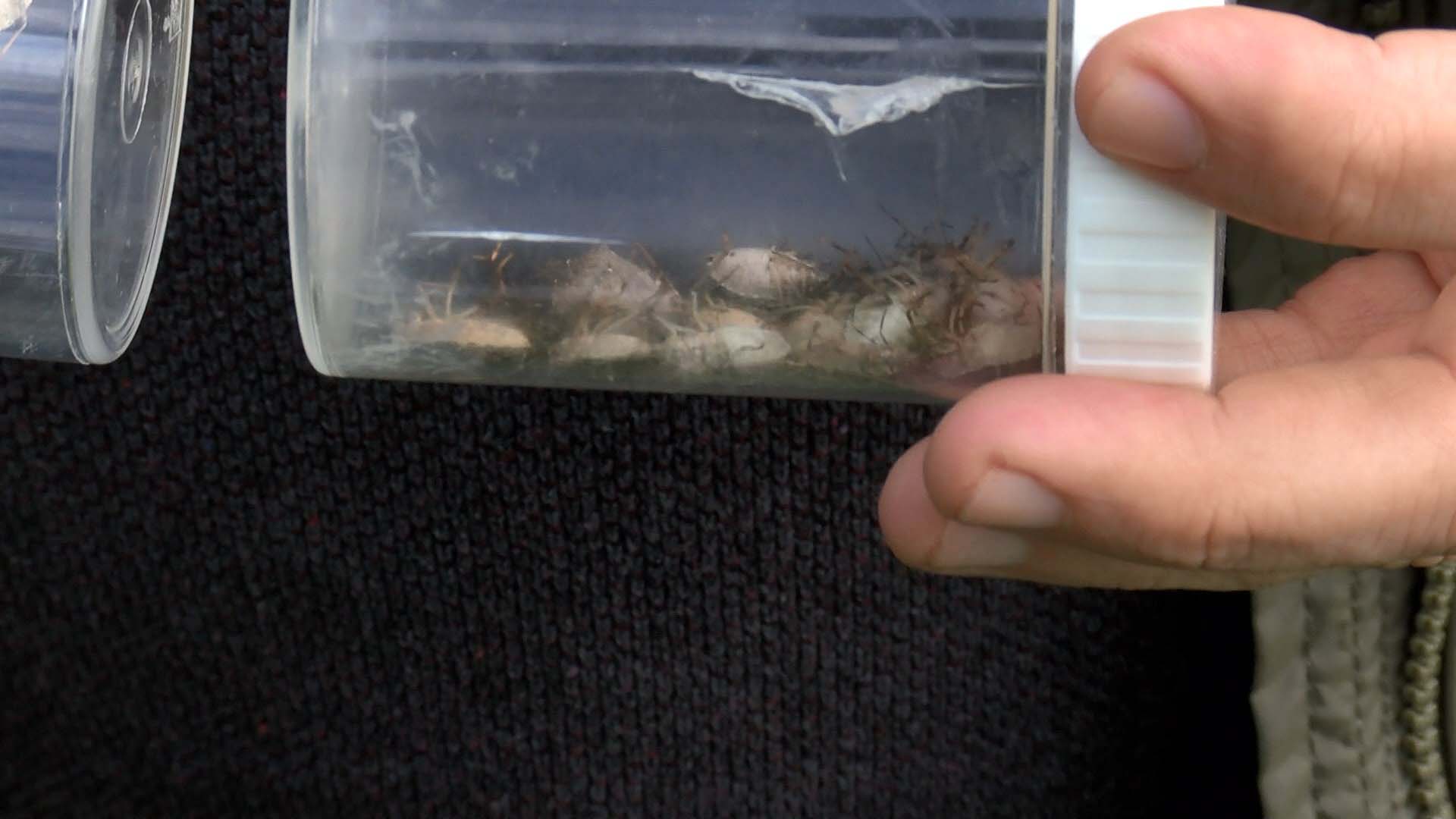 İstanbul'da kokarca böceği paniği! Arı gibi ses çıkarıyor, ölünce kötü koku yayıyor! Evinin camını açamayan vatandaşlar isyan etti!