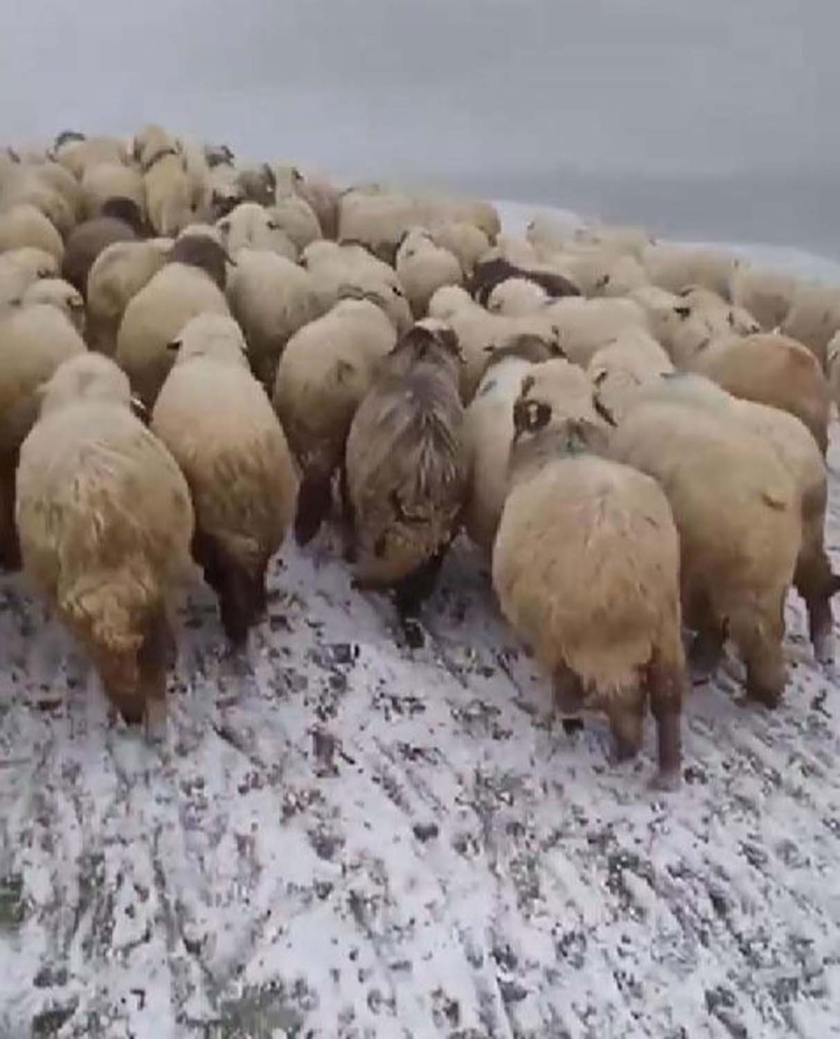 İllere yavaş yavaş kar geliyor! Van'dan sonra bu defa Tokat beyaz örtüye büründü!