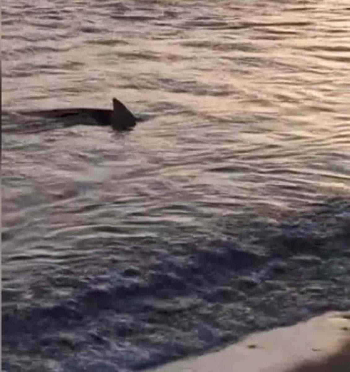 Muğla'nın Ortaca ilçesinde endişe veren görüntü! Kıyaya 3-4 metre mesafede köpek balıkları görüntülendi 