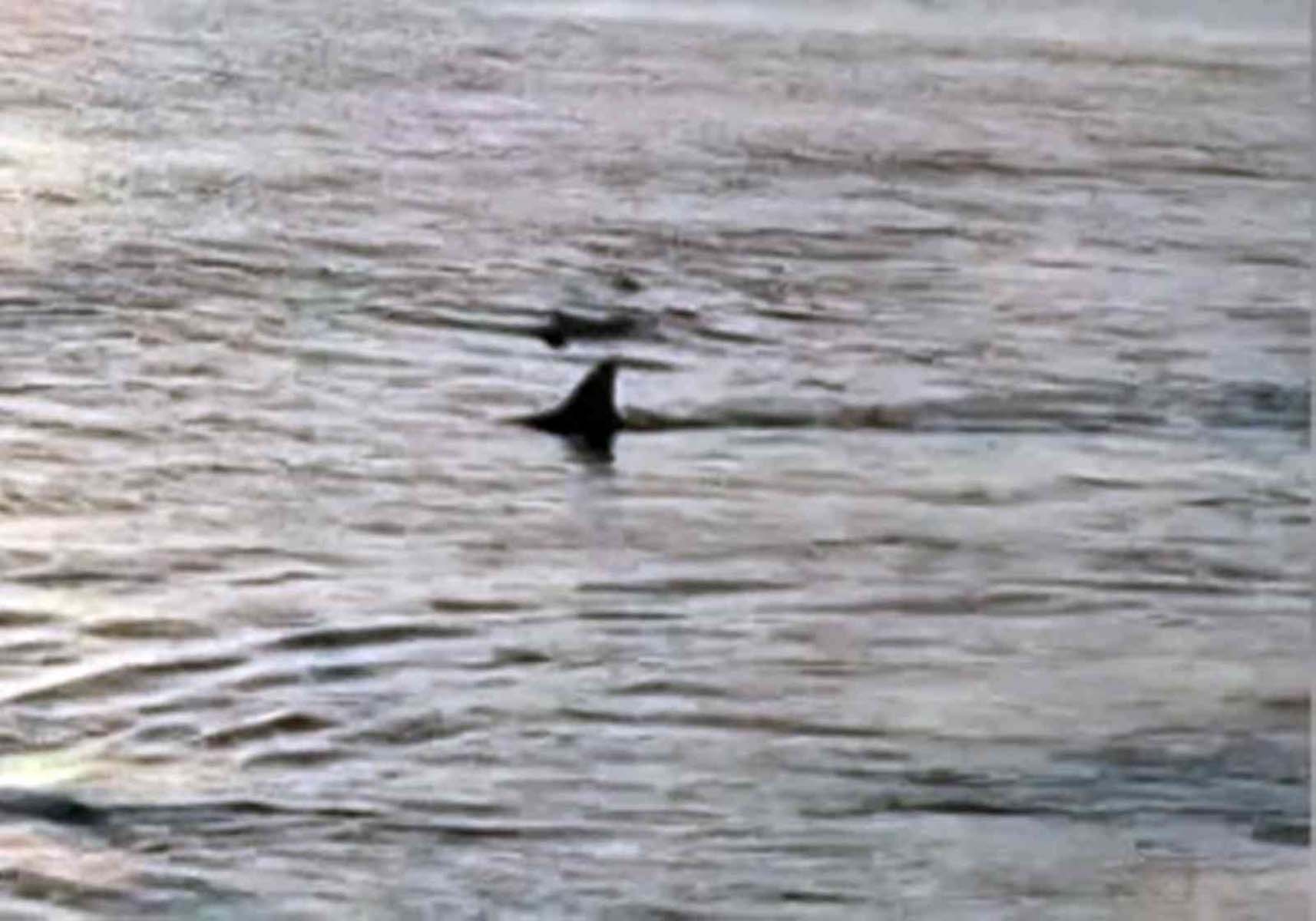 Muğla'nın Ortaca ilçesinde endişe veren görüntü! Kıyaya 3-4 metre mesafede köpek balıkları görüntülendi 