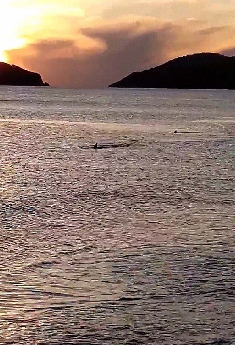 Muğla'nın Ortaca ilçesinde endişe veren görüntü! Kıyaya 3-4 metre mesafede köpek balıkları görüntülendi 