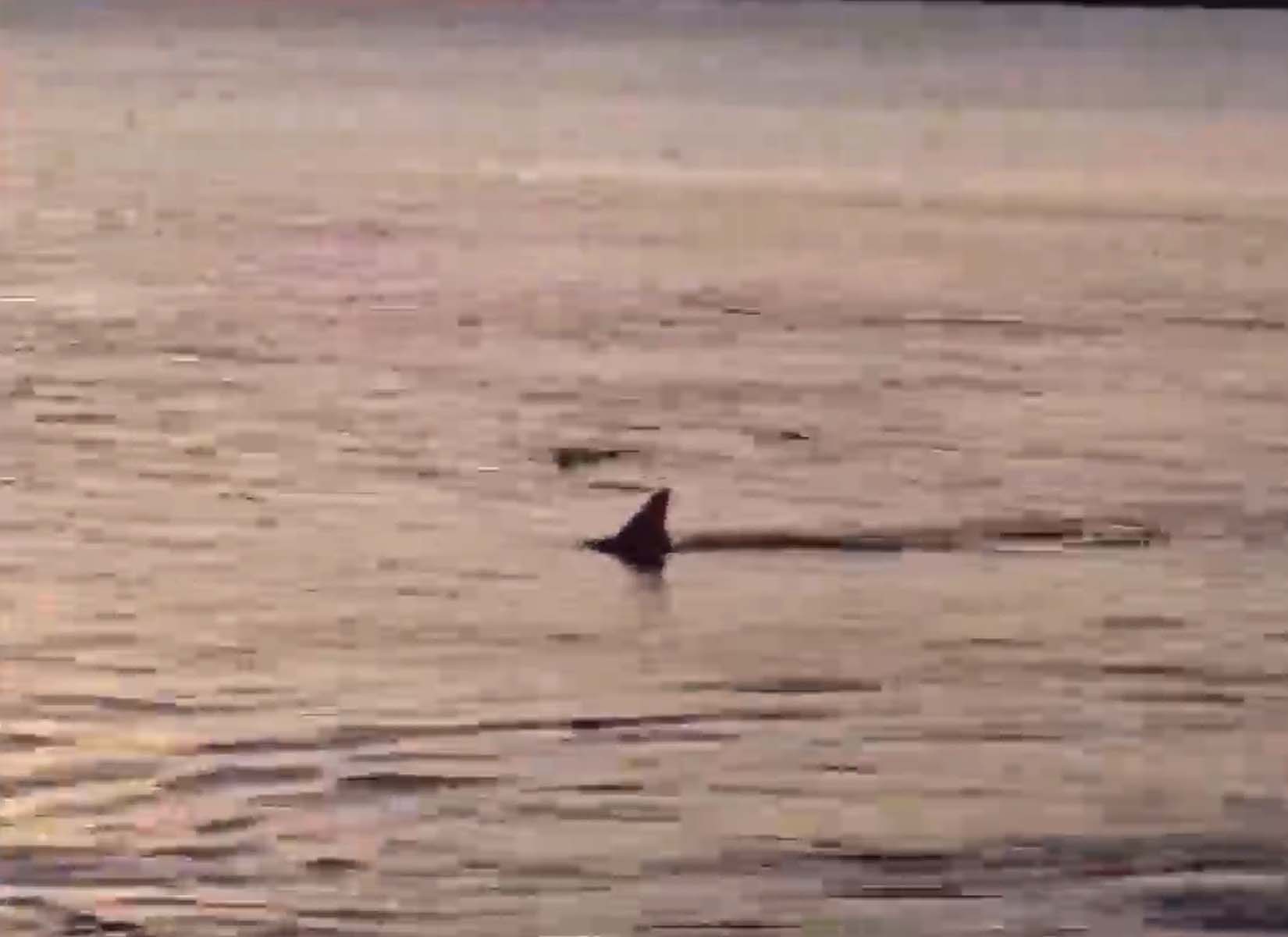 Muğla'nın Ortaca ilçesinde endişe veren görüntü! Kıyaya 3-4 metre mesafede köpek balıkları görüntülendi 