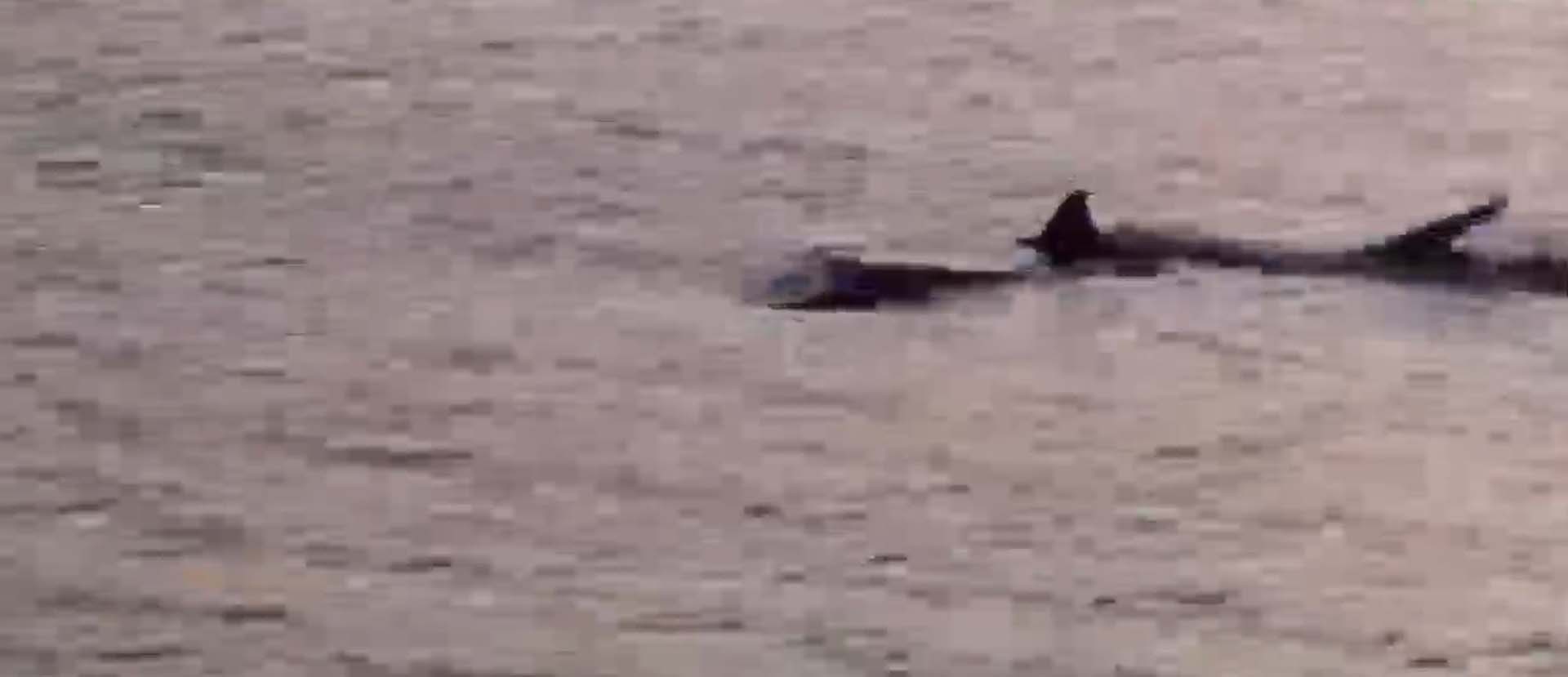 Muğla'nın Ortaca ilçesinde endişe veren görüntü! Kıyaya 3-4 metre mesafede köpek balıkları görüntülendi 