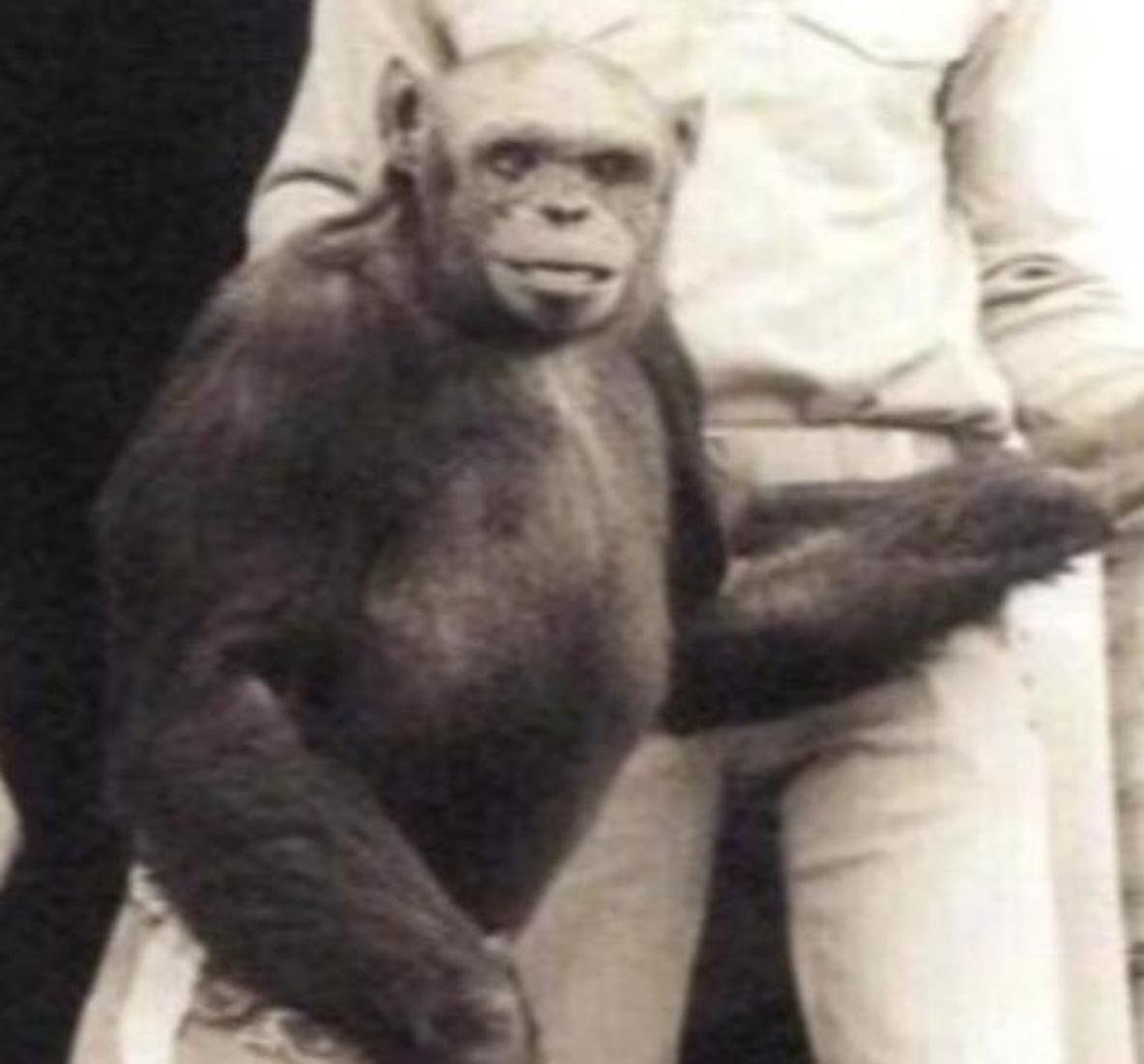 İnsan spermini dişi gorillere enjekte ettiler! Yarı insan yarı maymun üretmeye çalıştılar! İşte süper asker Oliver!