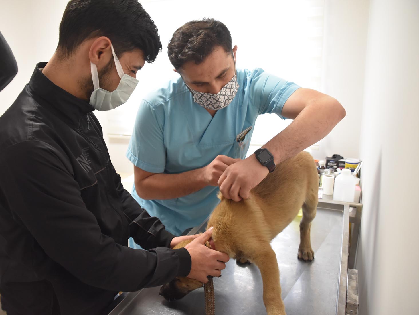 Neşeli Patiler Kliniği açıldı, sahipsiz hayvanların tedavileri yapılıyor