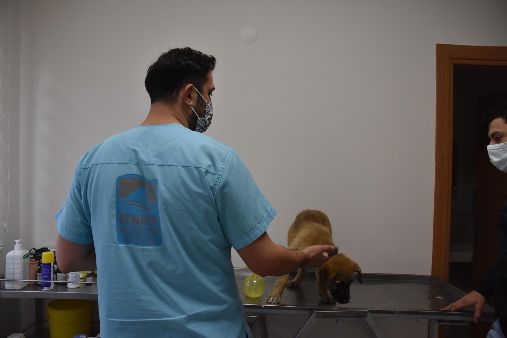 Neşeli Patiler Kliniği açıldı, sahipsiz hayvanların tedavileri yapılıyor