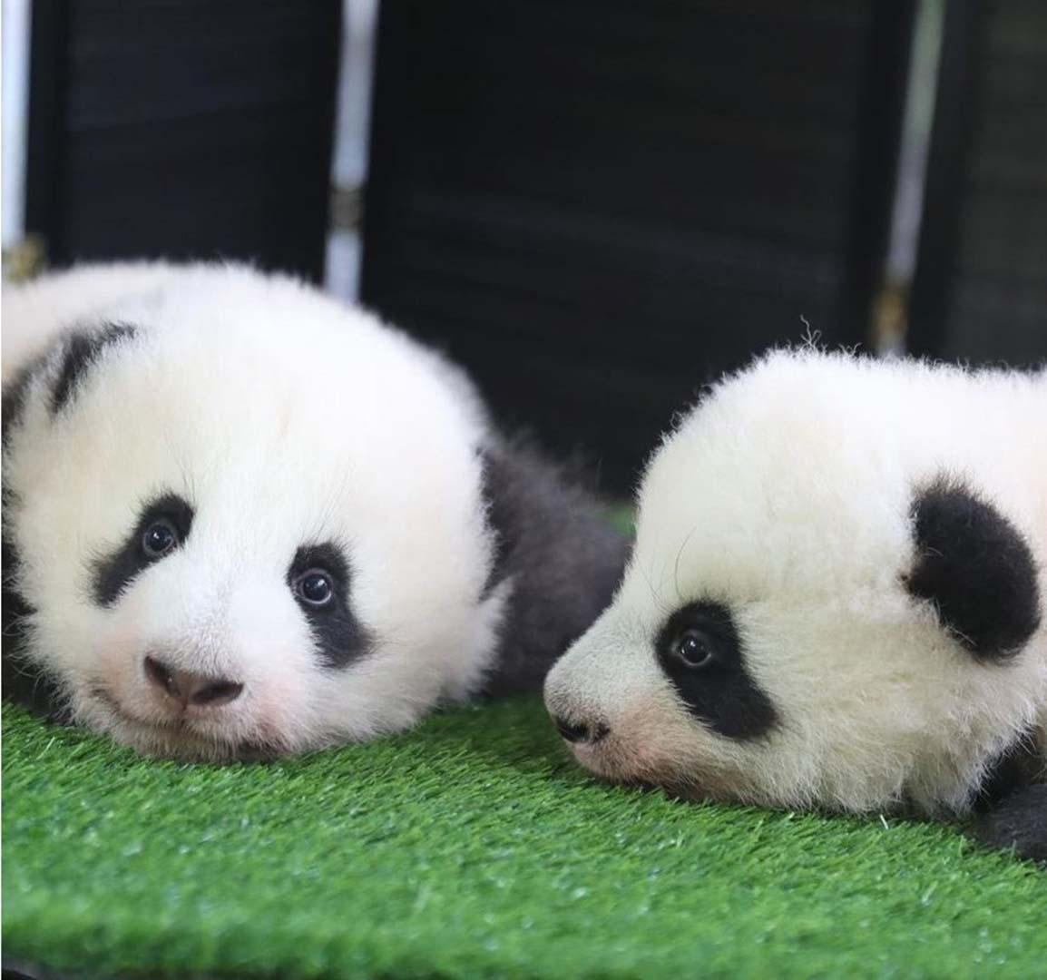 PSG'nin yıldızı Kylian Mbappe, bir pandanın vaftiz babası oldu!