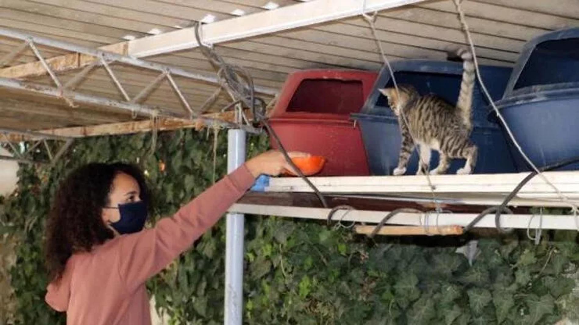 Gaziantep'te kedi vahşeti! 3 kedi şişlenerek katledildi!