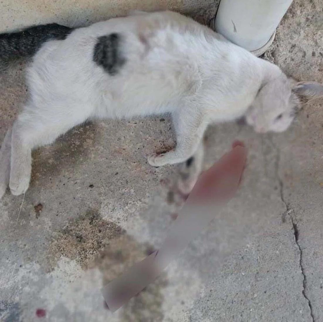 Gaziantep'te kedi vahşeti! 3 kedi şişlenerek katledildi!