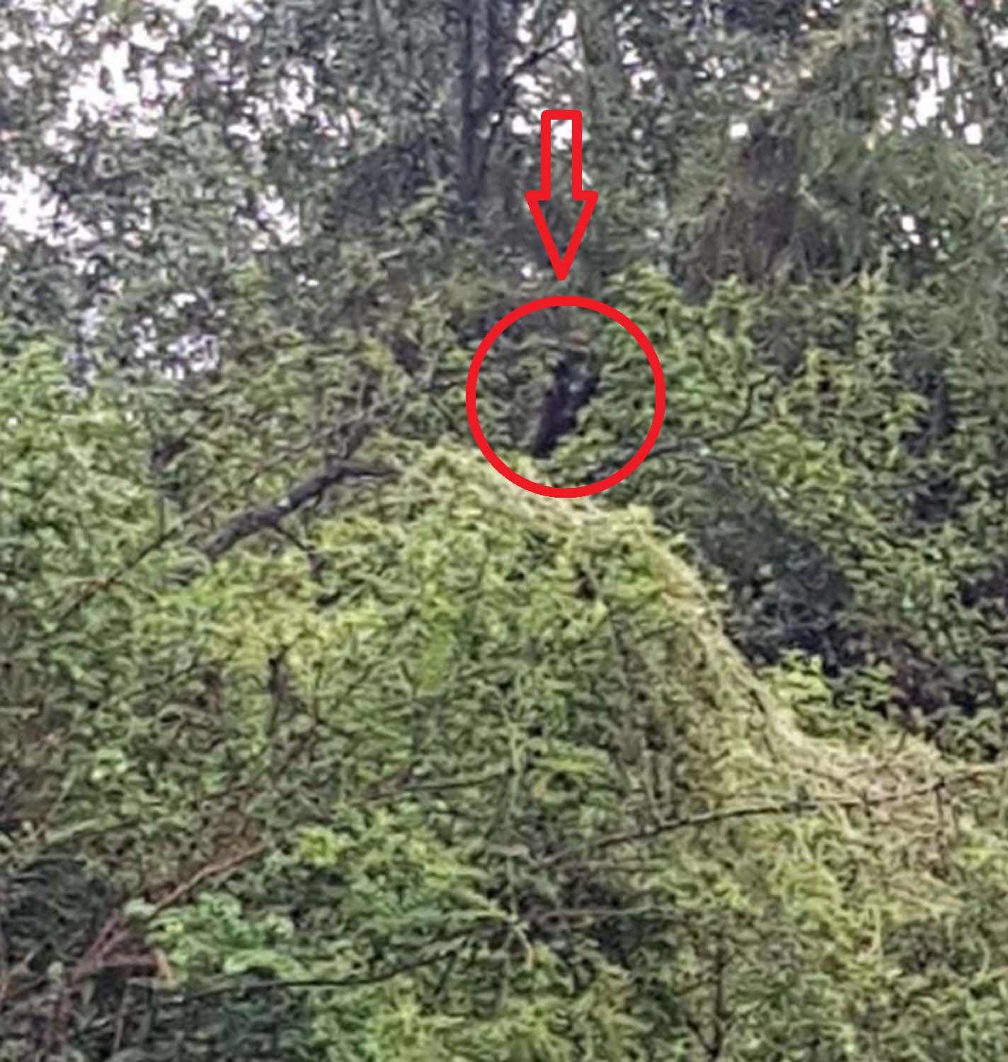 Yarı insan yarı köpek olan yaratık herkesin aklını başından aldı! Görenler gözlerine inanamadı, görüntüler dünyada deprem etkisi yaratacak!