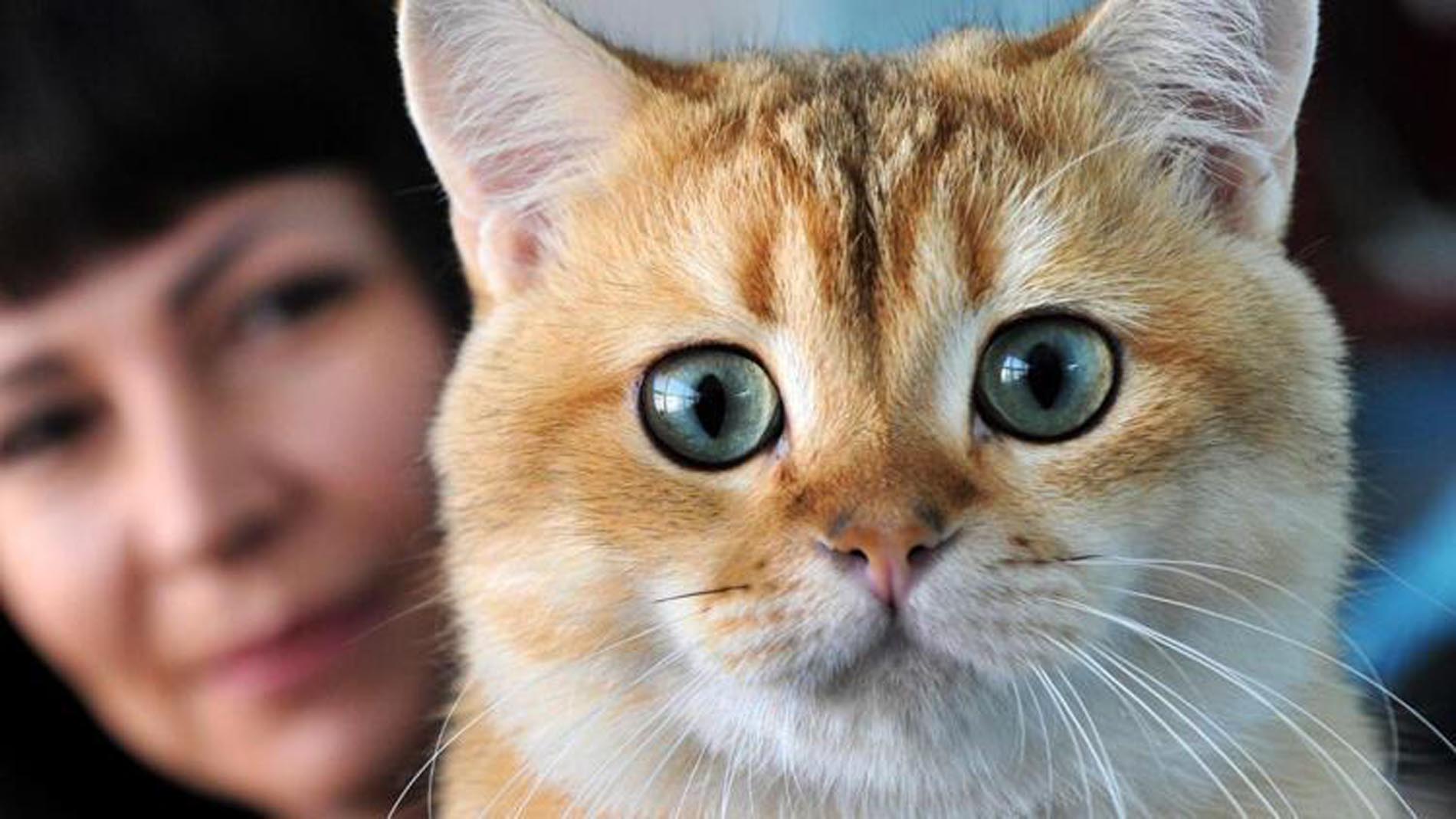 Şaşırtan karar! Avustralya'da kedilere sokağa çıkma yasağı getirildi!