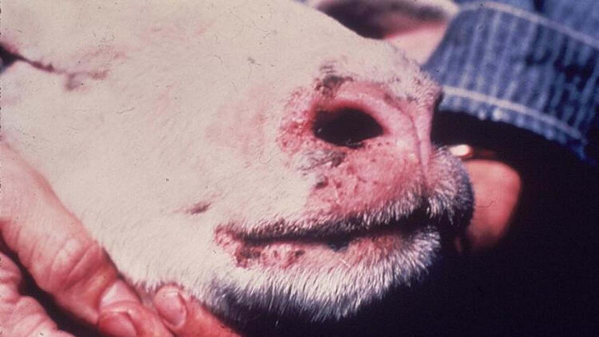 Mavi dil hastalığı nedir? Belirtileri nelerdir? Mavi dil hastalığı insanlara bulaşır mı?