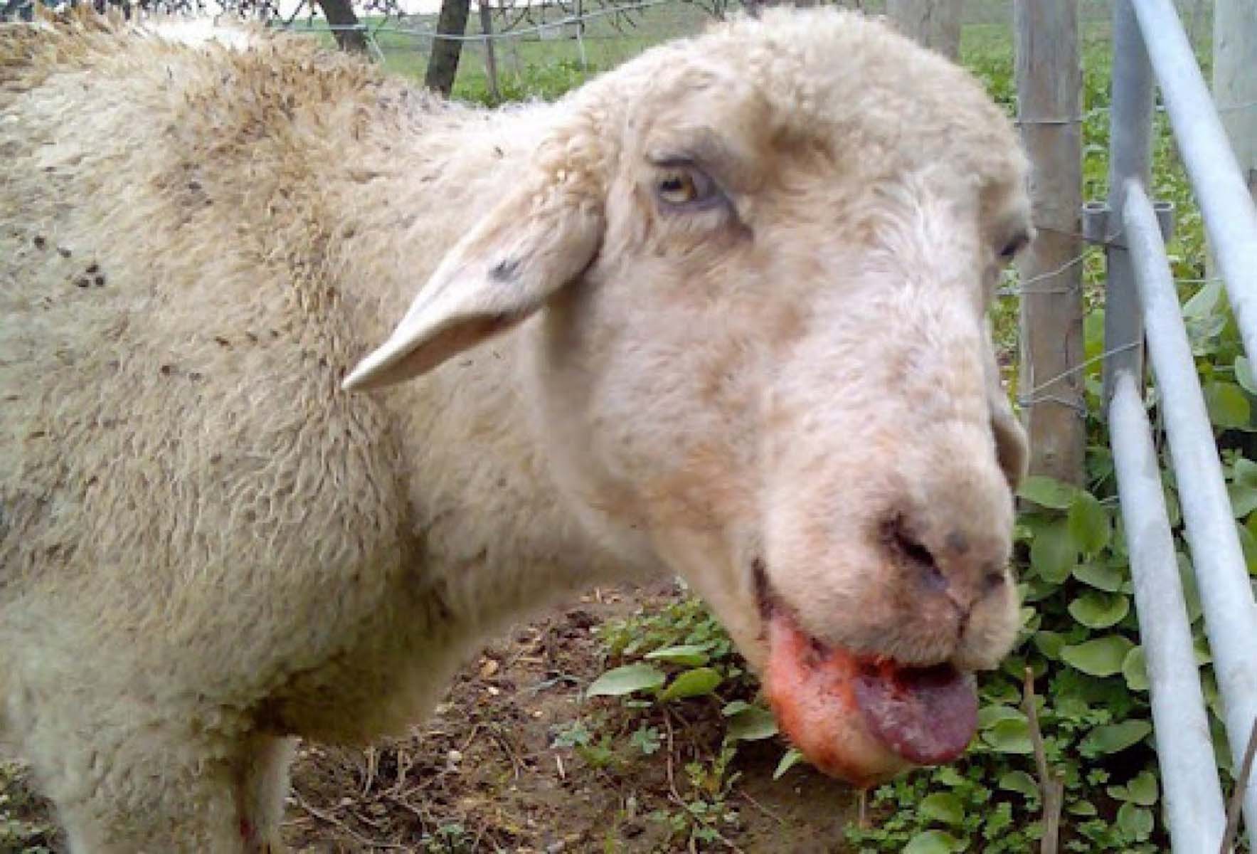 Mavi dil hastalığı nedir? Belirtileri nelerdir? Mavi dil hastalığı insanlara bulaşır mı?