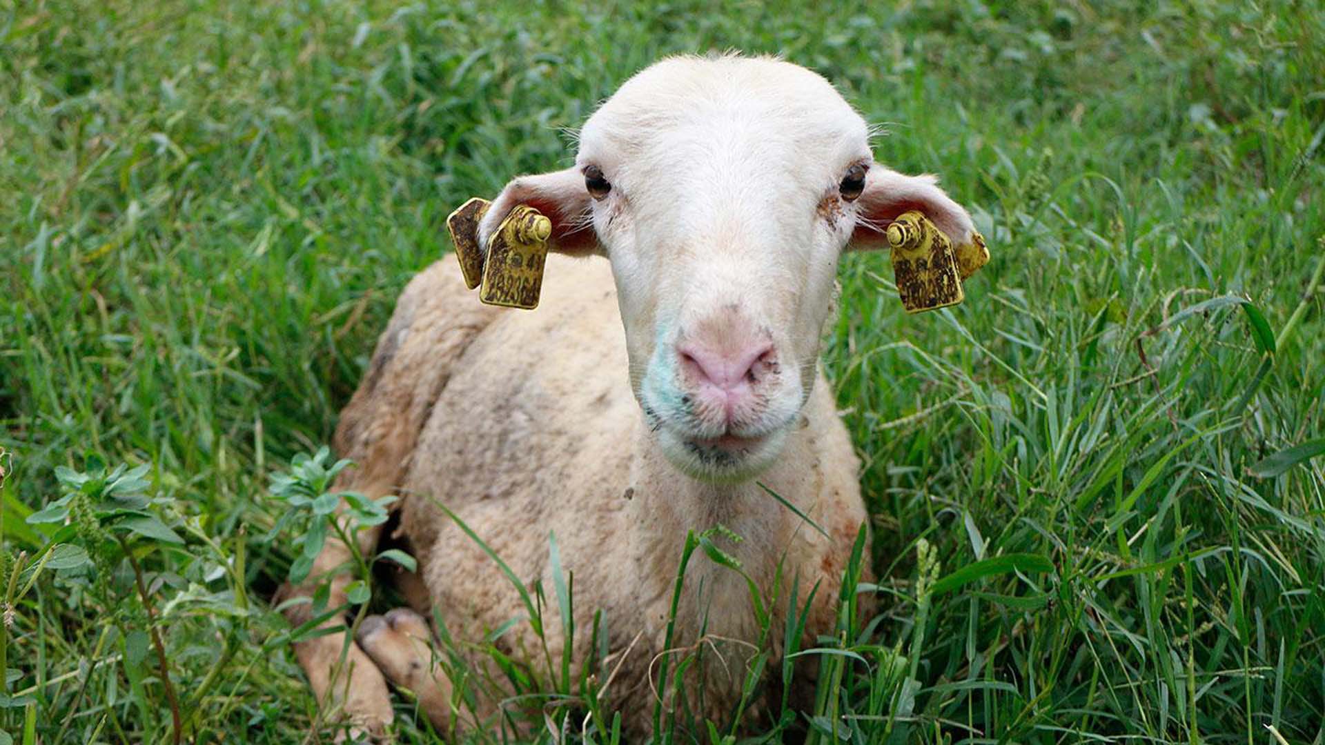 Mavi dil hastalığı nedir? Belirtileri nelerdir? Mavi dil hastalığı insanlara bulaşır mı?