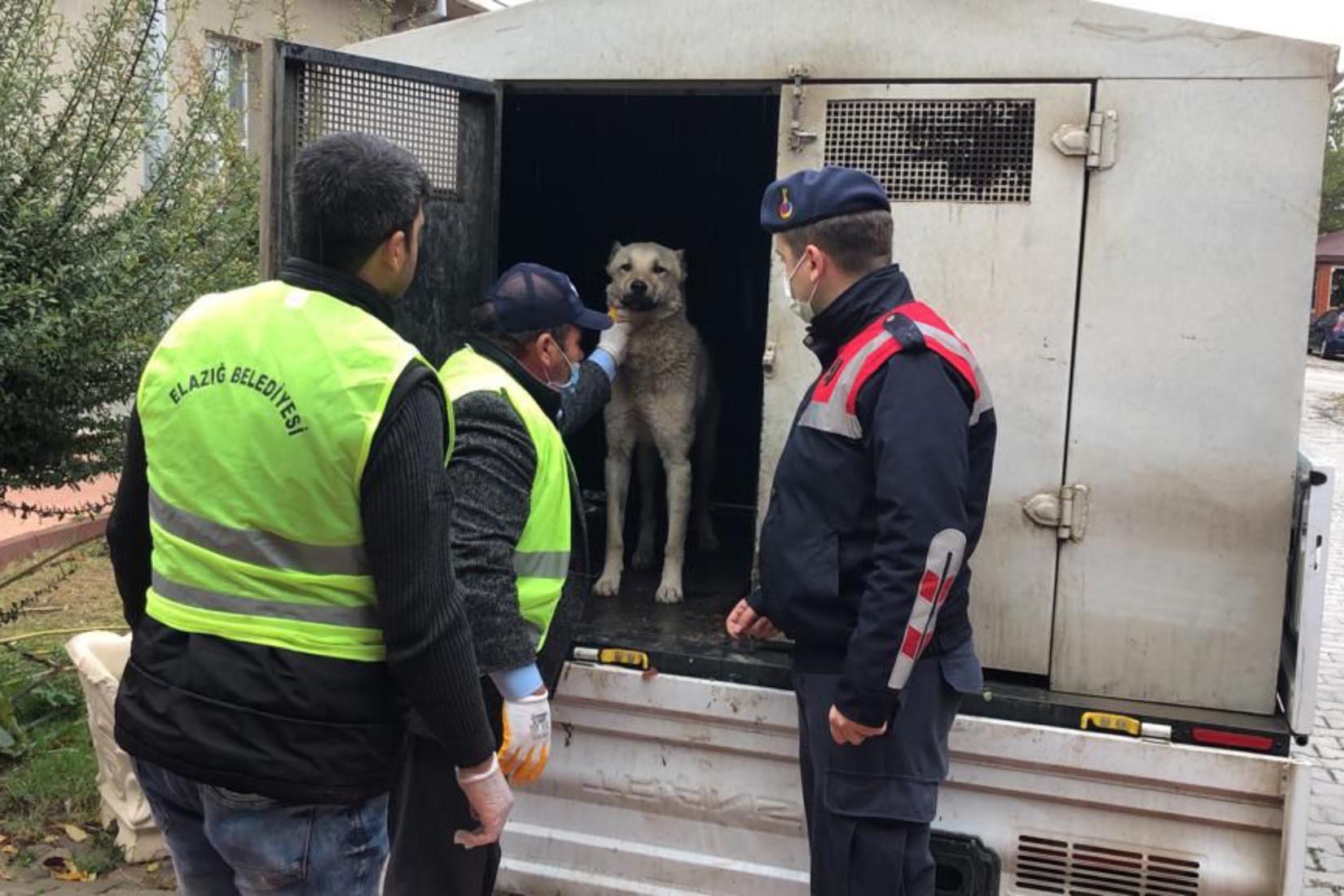 Kahreden görüntüler! Sokak köpeğini kamyonetin arkasına bağlayıp metrelerce sürükledi! İl jandarma ekipleri harekete geçti!