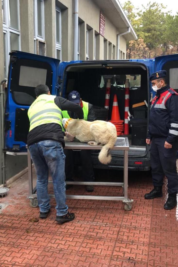 Kahreden görüntüler! Sokak köpeğini kamyonetin arkasına bağlayıp metrelerce sürükledi! İl jandarma ekipleri harekete geçti!