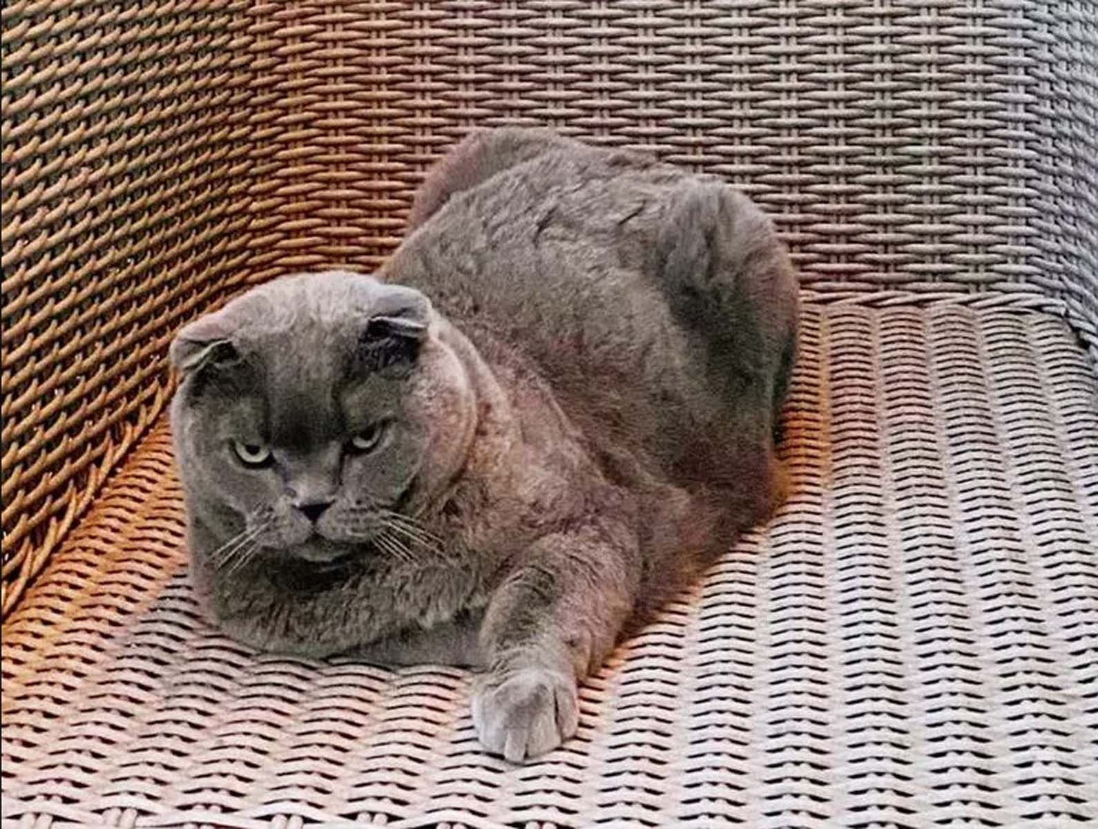 Ahmet Hakan'ın kedisi Sekter Bülent Arınç'a seslendi: Damadını kurtardığın gibi kurtar beni Bülent abi 