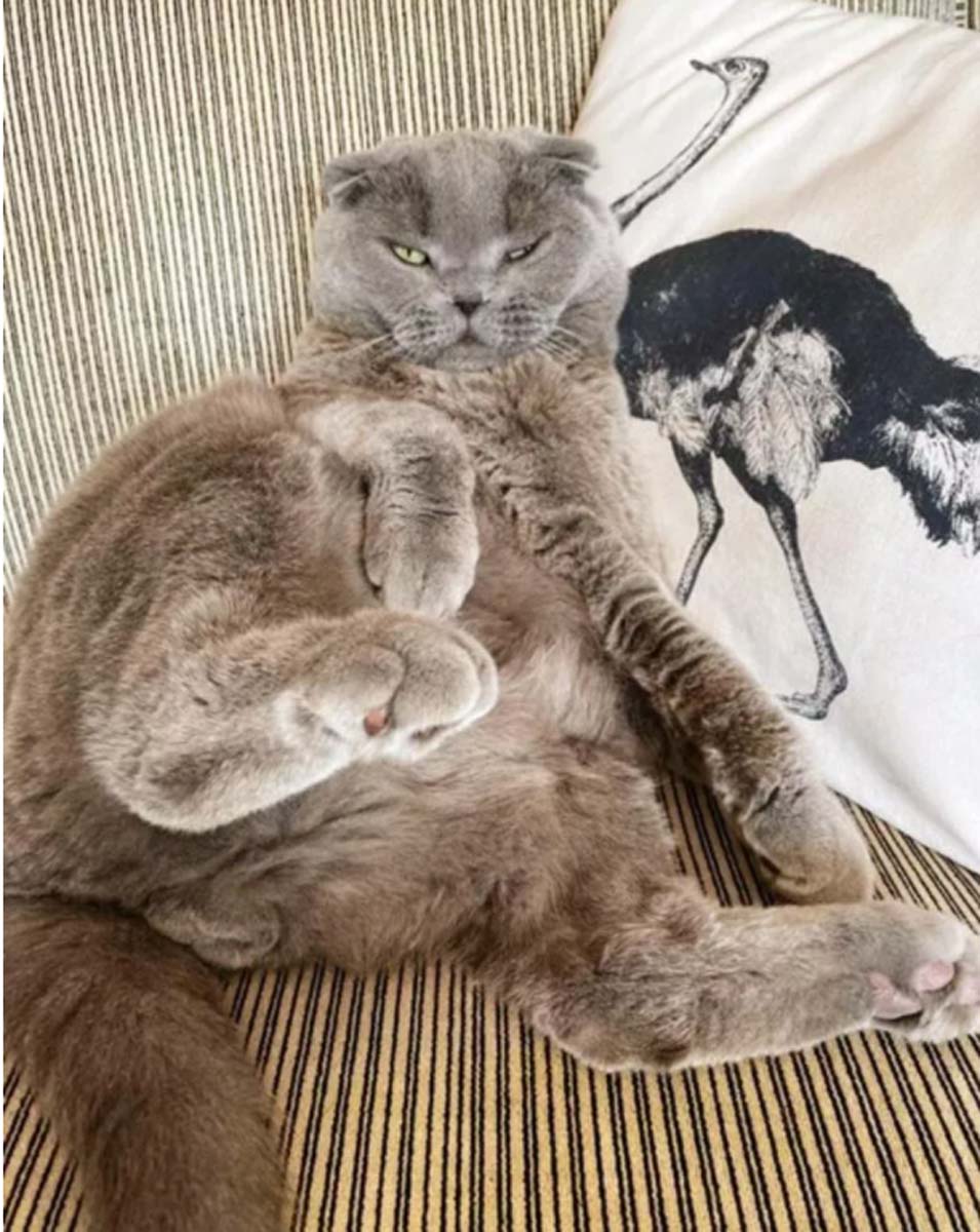 Ahmet Hakan'ın kedisi Sekter Bülent Arınç'a seslendi: Damadını kurtardığın gibi kurtar beni Bülent abi 