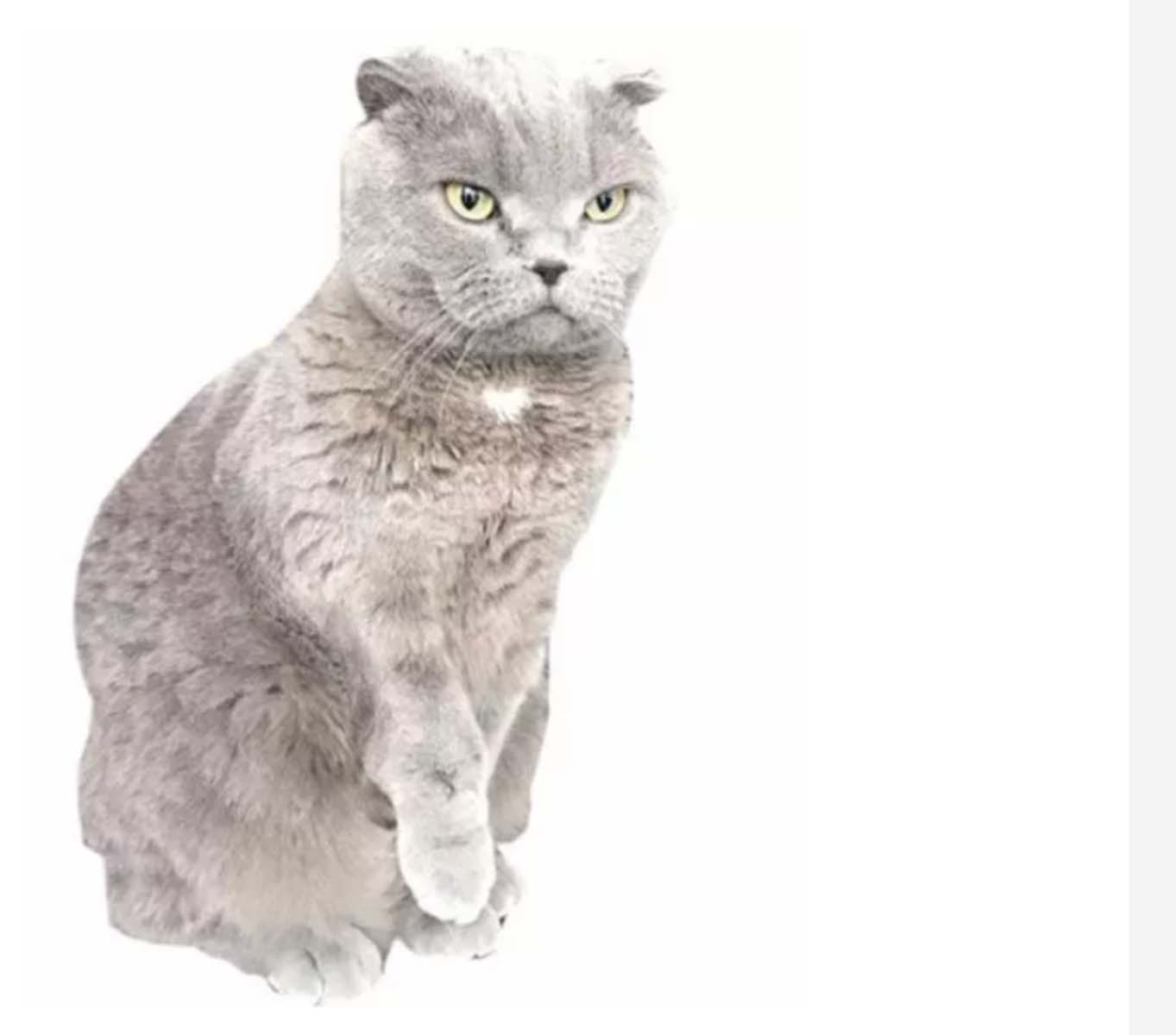 Ahmet Hakan'ın kedisi Sekter Bülent Arınç'a seslendi: Damadını kurtardığın gibi kurtar beni Bülent abi 