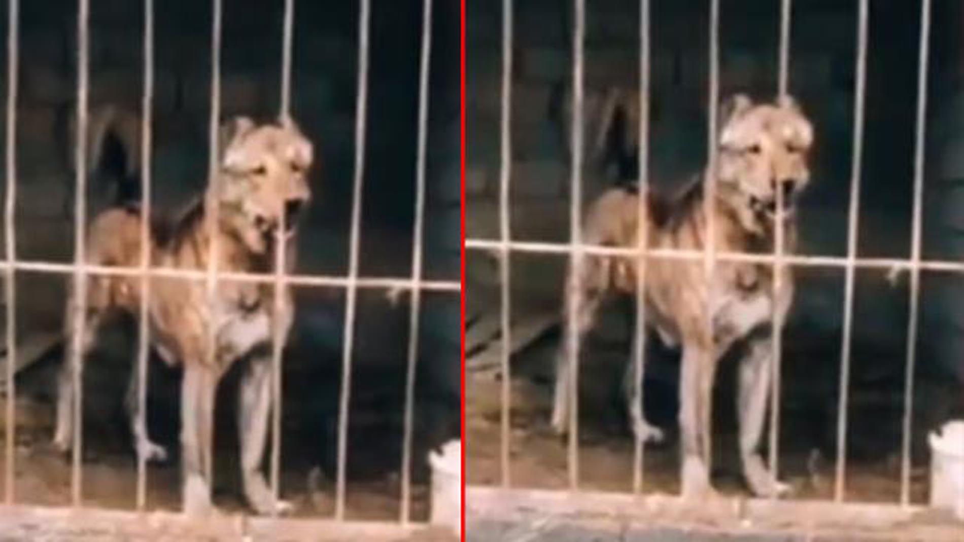 İki ayrı türün çiftleştirilmesi ile ortaya çıktı! Annesi kangal babası kurt olan ırkın gücünü görenler hayran kaldı!