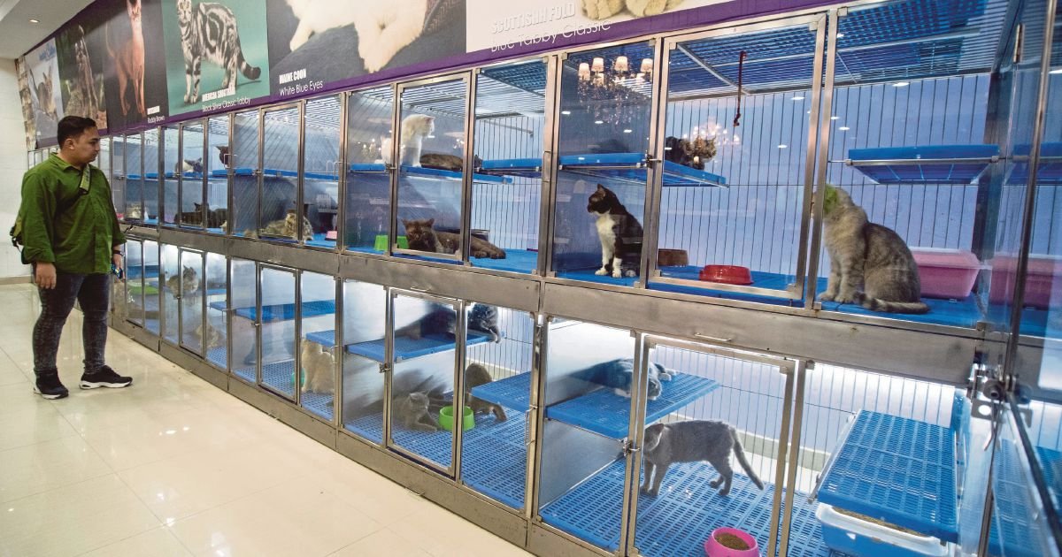 Hayvan satışları bitiyor, esaretleri sona eriyor! Pet shoplarda 7 ay sonra hayvan satışı yasaklanacak!