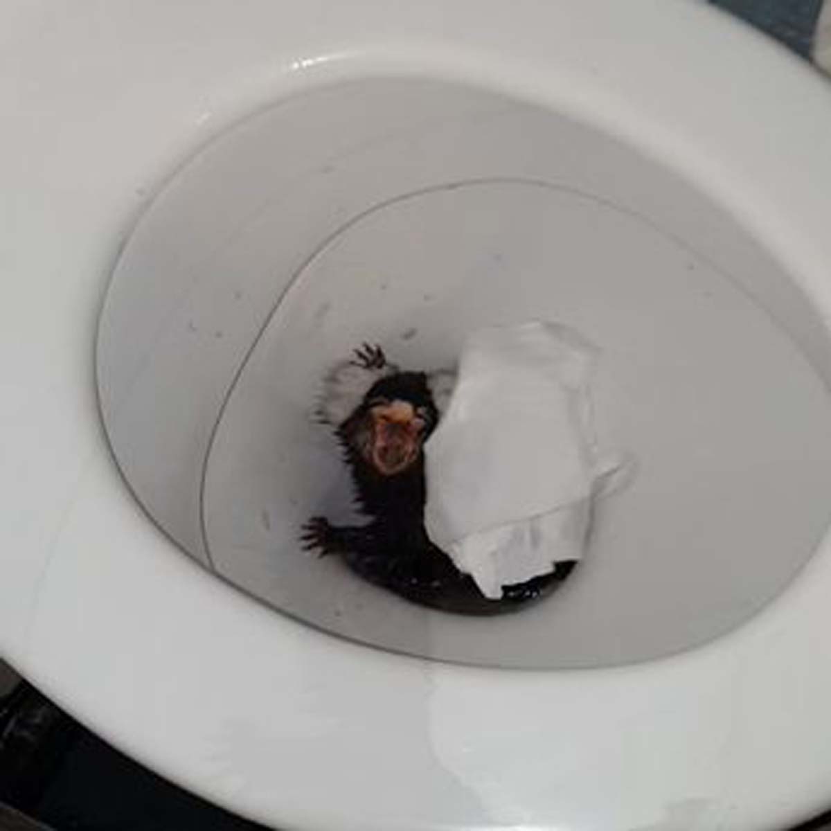 İnfiale yol açan görüntüler! Maymuna kokain içirmeye çalıştı, klozete attı 