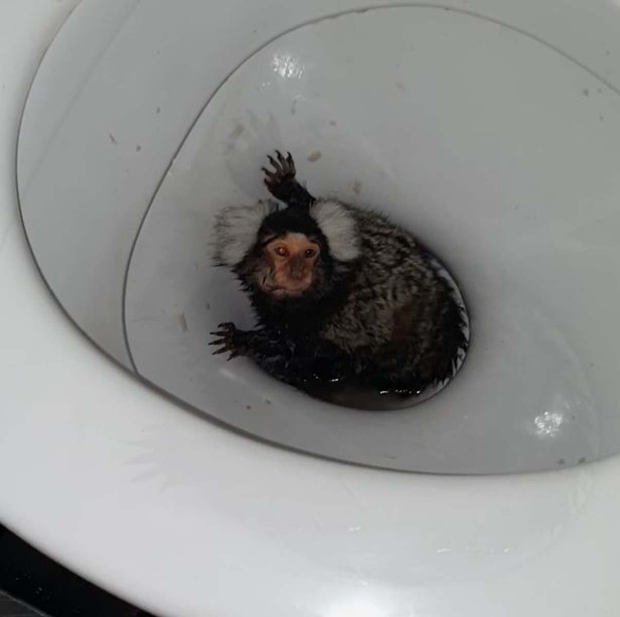 İnfiale yol açan görüntüler! Maymuna kokain içirmeye çalıştı, klozete attı 