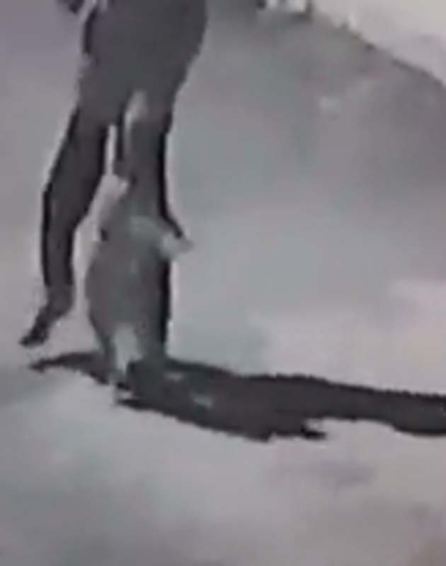 Pendik'te bir adam köpeğe canice şiddet uyguladı! Kaymakamlık harekete geçti! Kimlik bilgileri tespit edildi