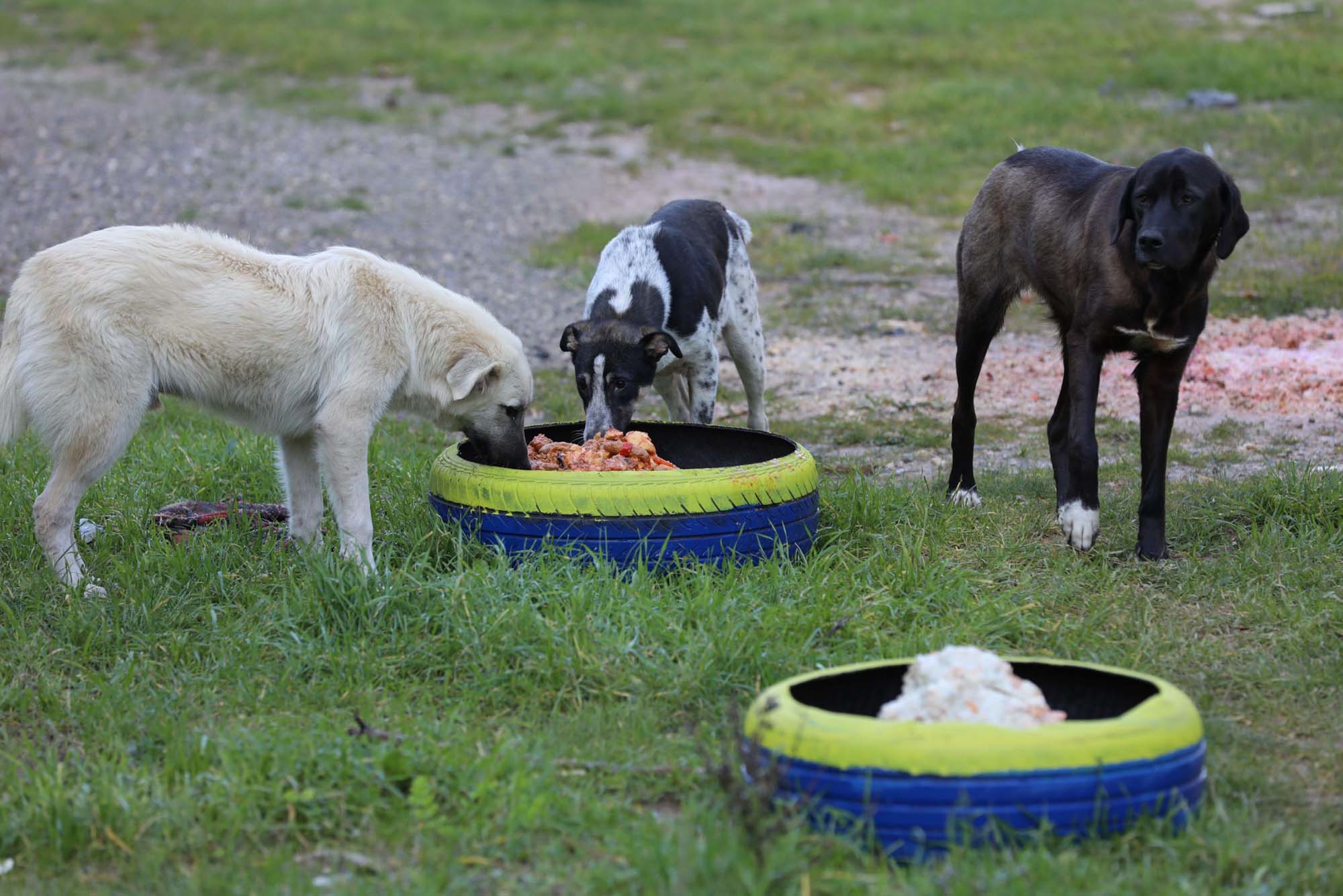 İçişleri Bakanlığı'ndan Sokak Hayvanlarına Yönelik 81 ile genelge! Hayvan besleme grupları oluşturulacak!