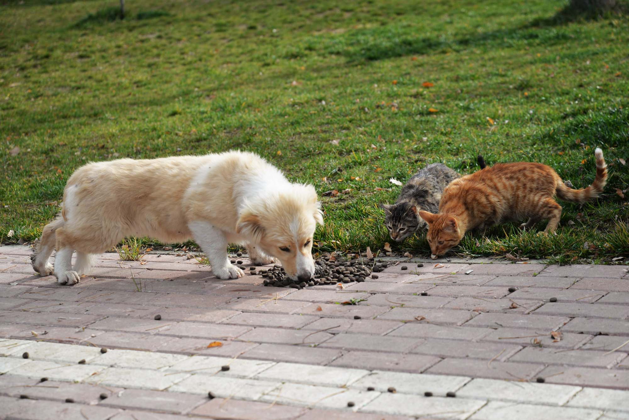 İçişleri Bakanlığı'ndan Sokak Hayvanlarına Yönelik 81 ile genelge! Hayvan besleme grupları oluşturulacak!