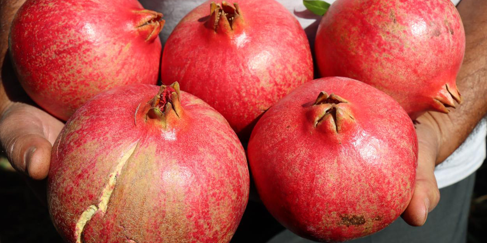 21 Aralıkta nar nasıl kırılır? | Bugün neden nar kırılır?