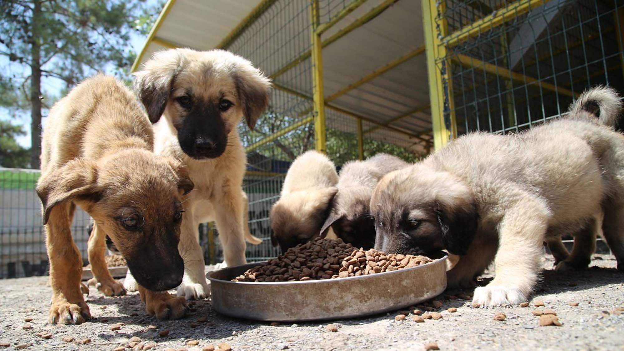 İçişleri Bakanlığı'ndan Sokak Hayvanlarına Yönelik 81 ile genelge! Hayvan besleme grupları oluşturulacak!