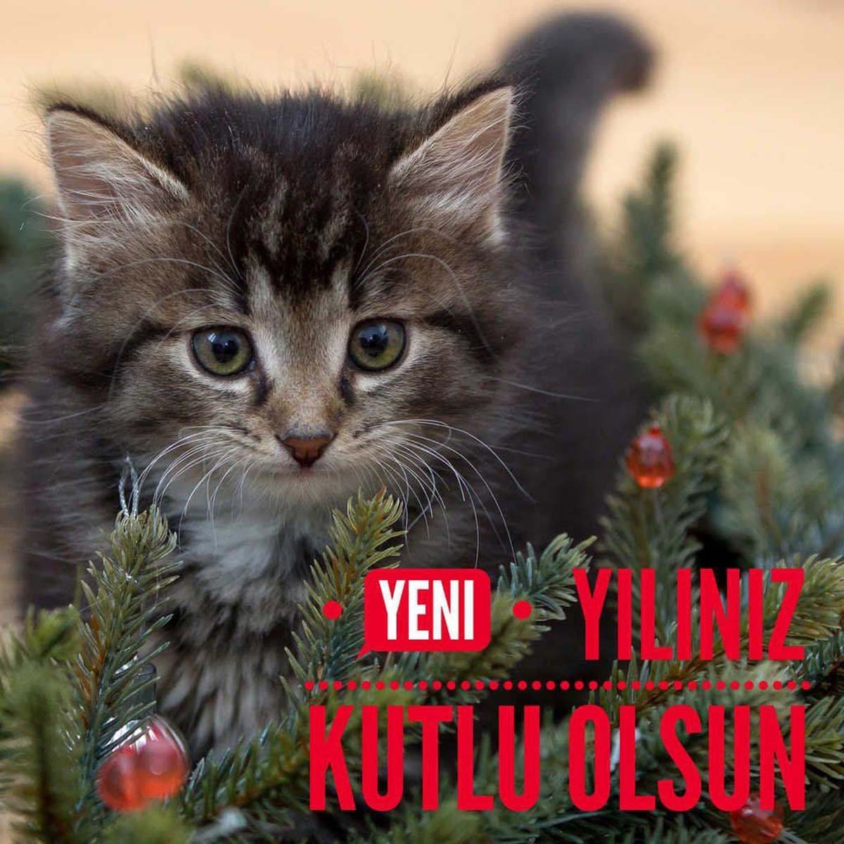 Yeni yıl mesajları resimli 2023 | Komik, uzun, kısa en güzel yılbaşı mesajları | Sevgiliye, arkadaşa mesajlar 2023