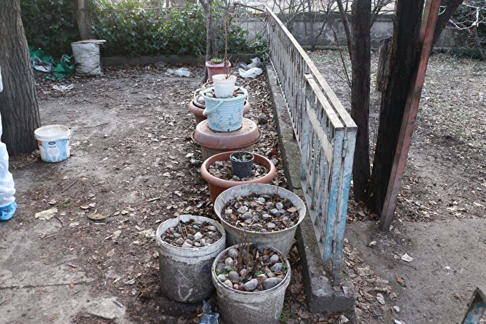 Ankara'da akıl almaz olay! Bahçesindeki saksıların içerisine köpek cesetleri doldurmuş!