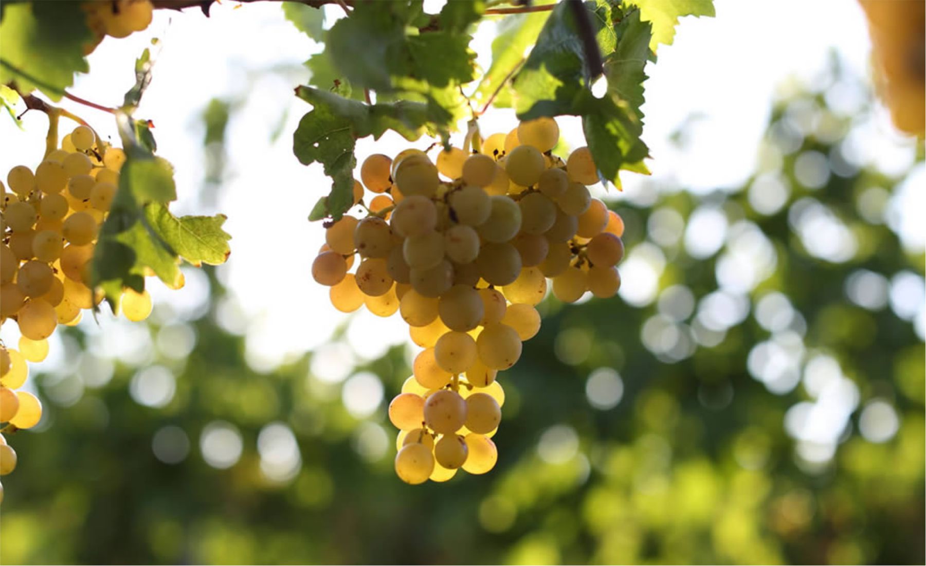 Koruk suyu nedir? Nasıl yapılır? Koruk suyu tarifi