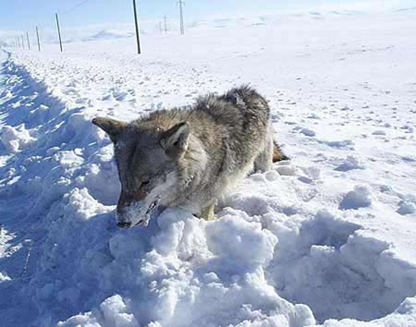 Dondurucu soğuklar sonucu Erzurum'da ayakta donan bir kurt görüntülenmişti! Bu kez de Ardahan'da dev kurt yiyecek aramak için yerleşim yerine indi!