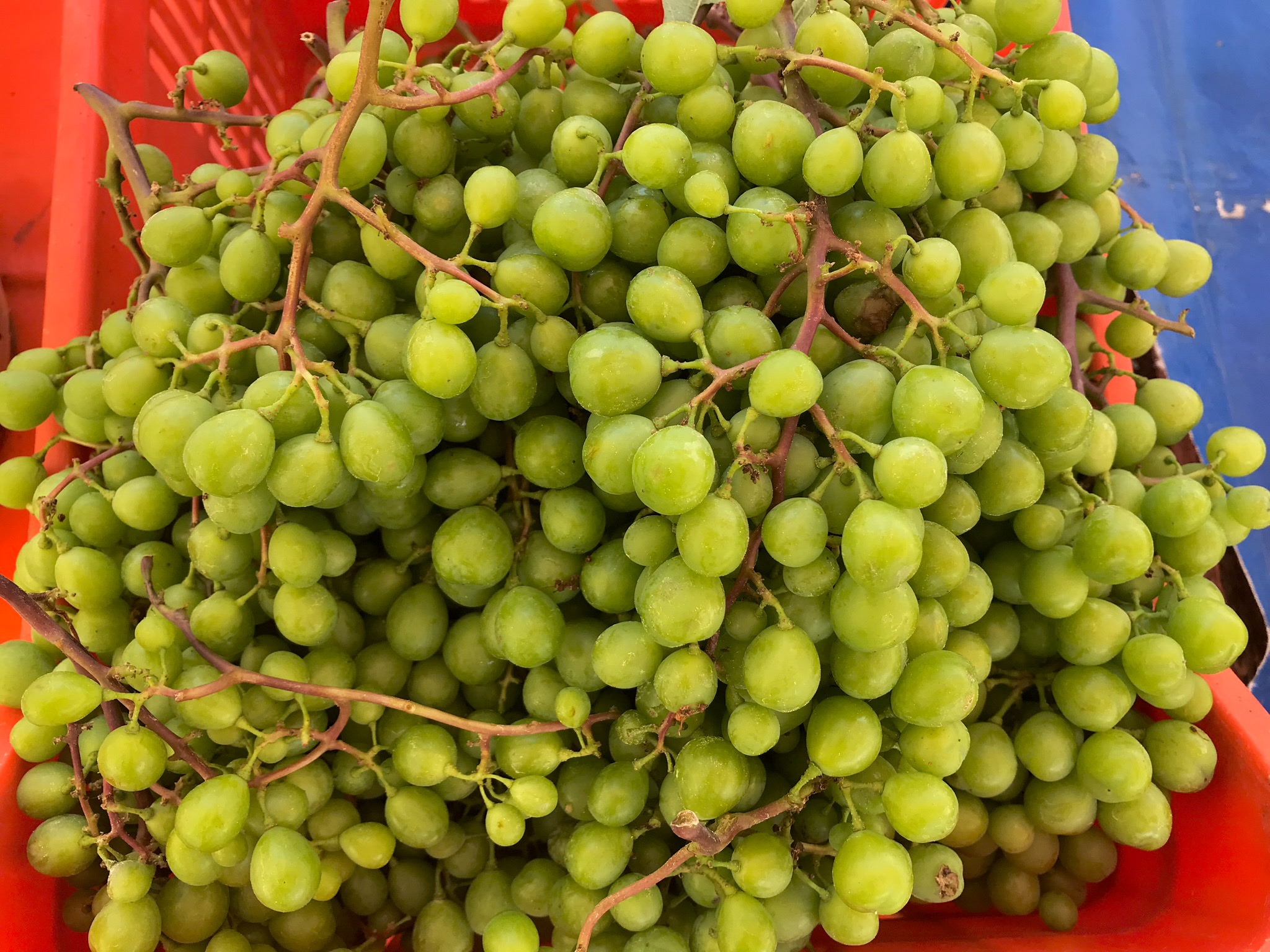 Koruk suyu nedir? Nasıl yapılır? Koruk suyu tarifi