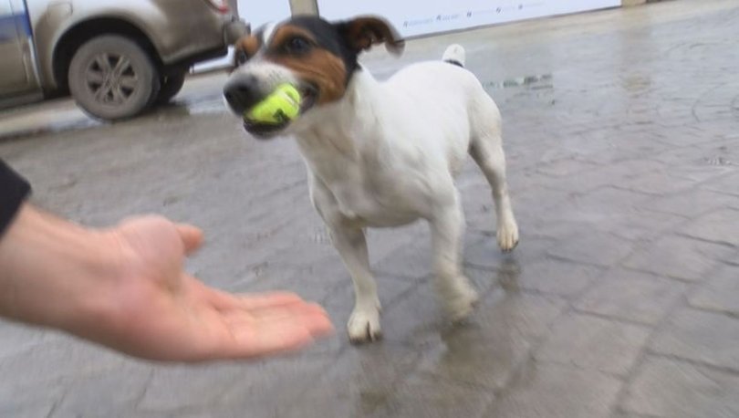 Cumhurbaşkanı Erdoğan'ın barınakta sevdiği Maylo isimli köpeği sahipleniyor